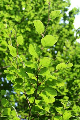 Fagus sylvatica 'Rotundifolia' - buk lesní - jarní listy - rub